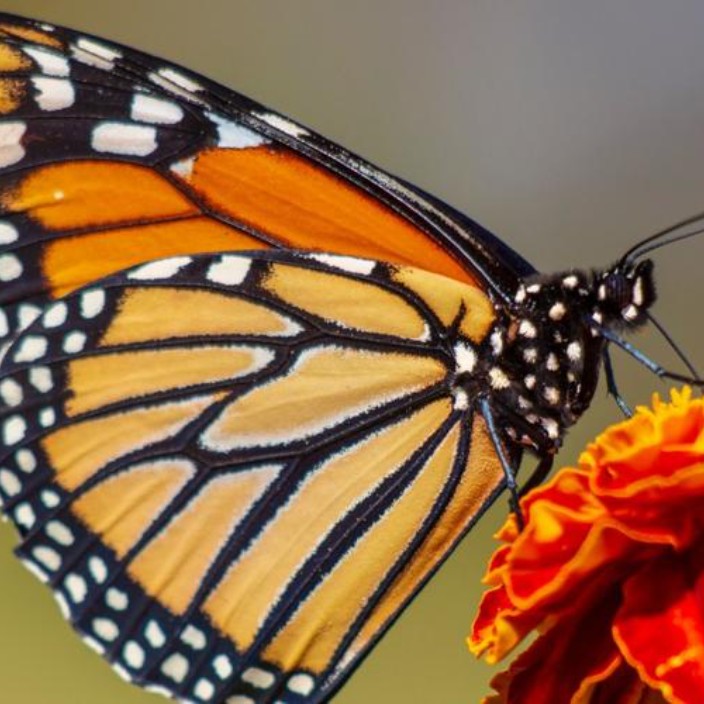 butterfly5.eth Ethereum Name Service (ENS and .eth domain) PFP