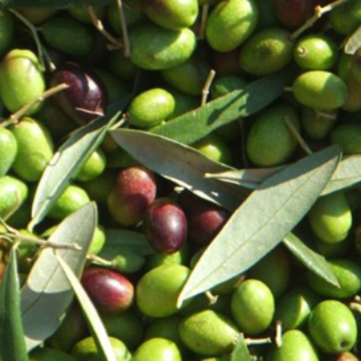 farchioni1780.eth Ethereum Name Service (ENS and .eth domain) PFP