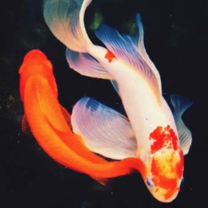 hellobtc2.eth Ethereum Name Service (ENS and .eth domain) PFP