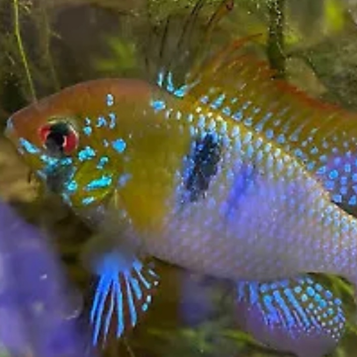 nanofish.eth Ethereum Name Service (ENS and .eth domain) PFP