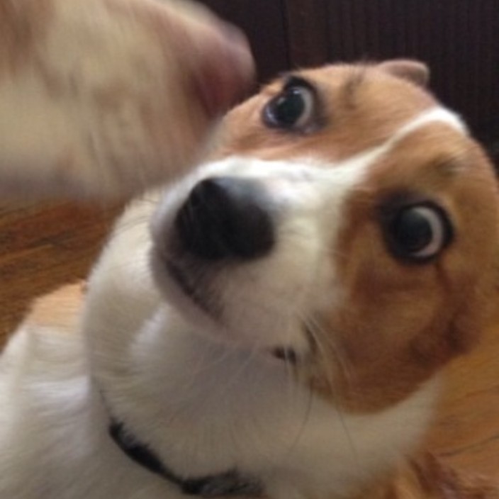 perrofeliz.eth Ethereum Name Service (ENS and .eth domain) PFP