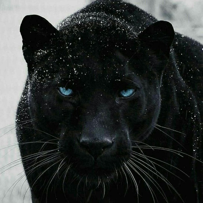 pupsic.eth Ethereum Name Service (ENS and .eth domain) PFP